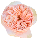 Tip Top Rose de jardin d'Equateur Ethiflora